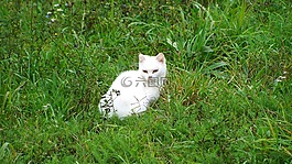 猫,白色小猫,宠物