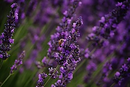 蜜蜂,薰衣草,紫色