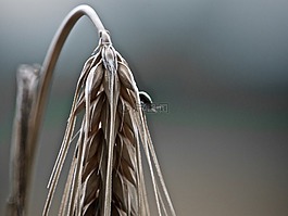 麥田,夏季,植物