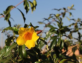 花園,黃色花,天空