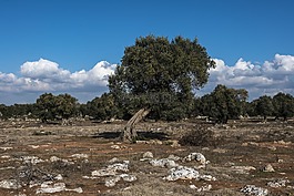 橄欖,salento,運(yùn)動(dòng)