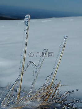 冬天,葉片草,冰雨