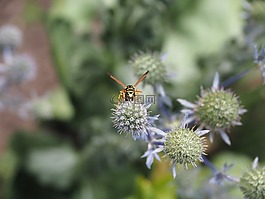 黃蜂,花園,鮮花