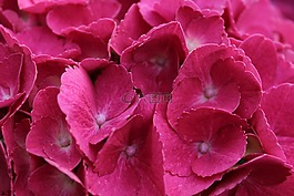 八仙花,粉紅色,開花