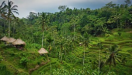 idonesien,巴厘島,稻田