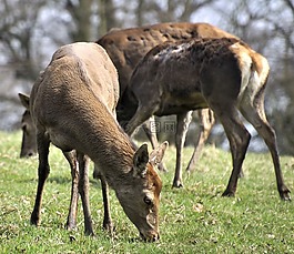 鹿,動物,野生動物