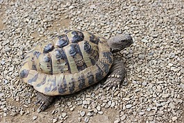 龜,爬行動物,裝甲