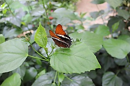 蝴蝶,昆蟲,葉子