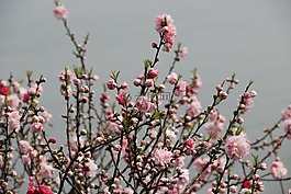 梅花,風景,春天
