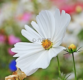 宇宙,cosmea,树的雏菊