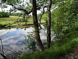 河,平靜,水