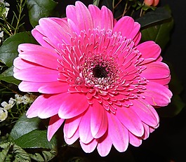 非洲菊,花,粉紅色