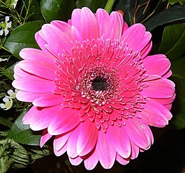 非洲菊,花,粉紅色