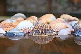 貝殼,海,海洋