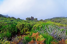 景觀,馬德拉,高地