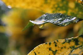 雨,拖放,雨滴
