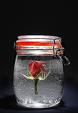 玫瑰,紅色,jar