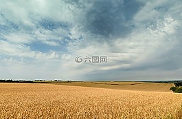 天空,種子,景觀