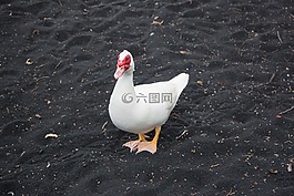 自然,夏威夷,野生