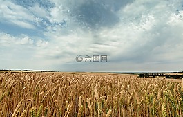 天空,種子,景觀