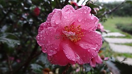 茶花,camellia,camellia japonica