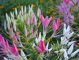 花卉,粉色,美麗