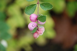水,下降,綠色