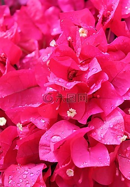 粉紅色的花,雨點(diǎn),粉紅色