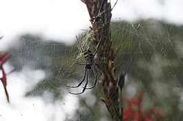 蜘蛛,web,蛛網(wǎng)