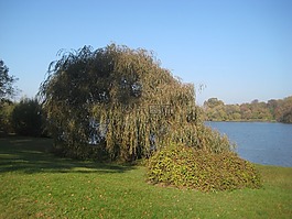 樹,babelsberg,秋季