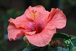 芙蓉,花,開花