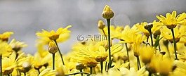 玛格丽特,树的雏菊,花