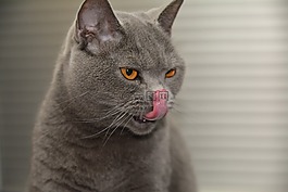 宿醉,貓,野生動物攝影
