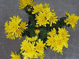 花園 chrysantheme,花園菊花,菊花