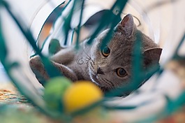 宿醉,貓,野生動物攝影