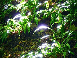 森林,葉子,光明