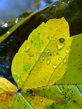 葉子,楓葉,秋季