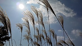 秋天的天空,里德,海