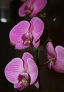蘭花,花,自然