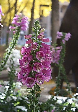 花,粉紅色,戶(hù)外