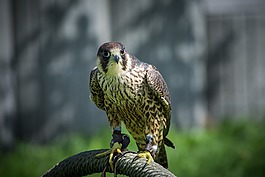 獵鷹,鷹獵,鳥