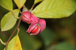 玉蘭,種子植物,覆蓋更慢