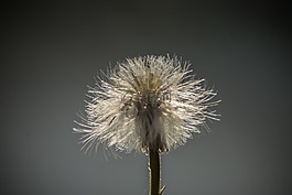 蒲公英,鮮花,關(guān)閉