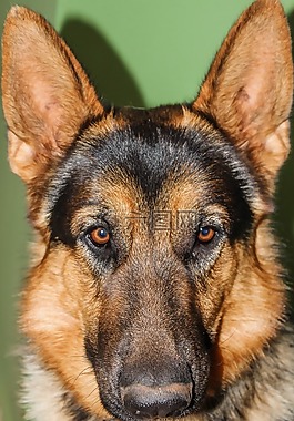德國(guó)牧羊犬,狗,動(dòng)物