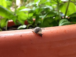 蝸牛,花園,自然