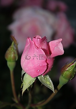 粉色,花,灌木