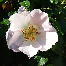 野玫瑰,上午,花