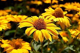花,黃色,開(kāi)花