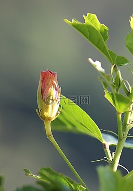 玫瑰,植物,花瓣