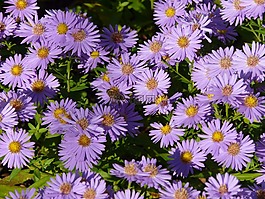 光滑葉 aster,阿斯特,herbstaster